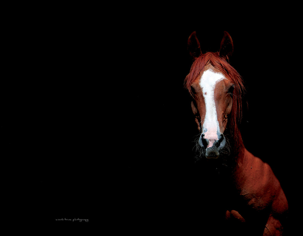 The Red Mare