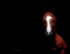 The Red Mare